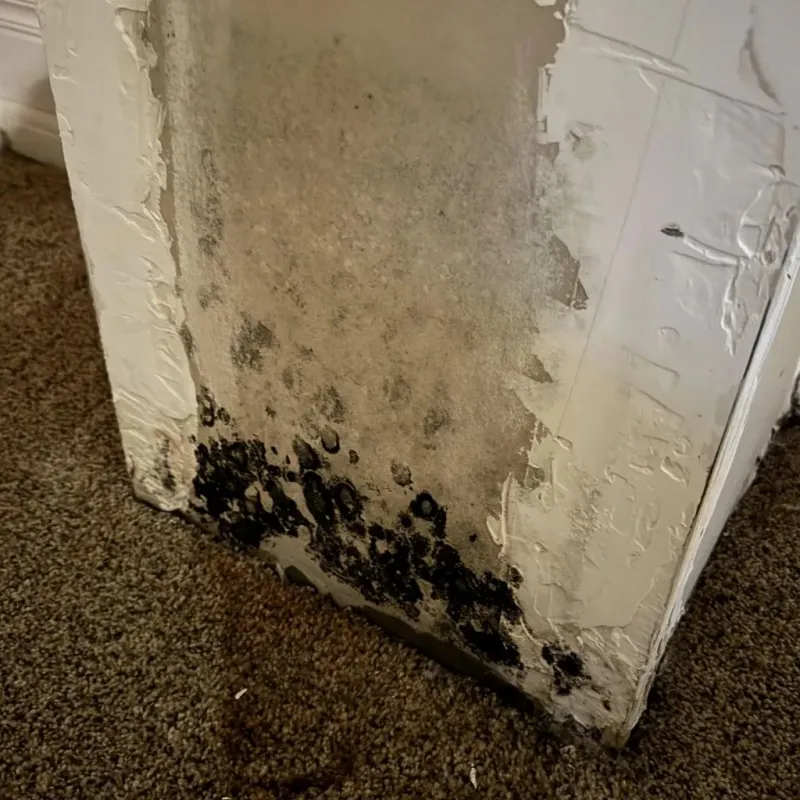 Professional Mold Removal in Trenton, GA